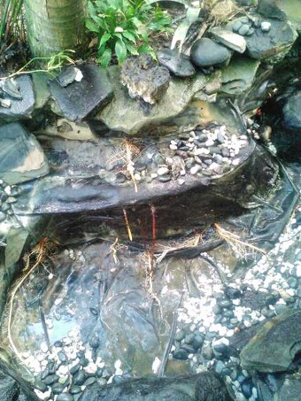 Pond with overgrown roots